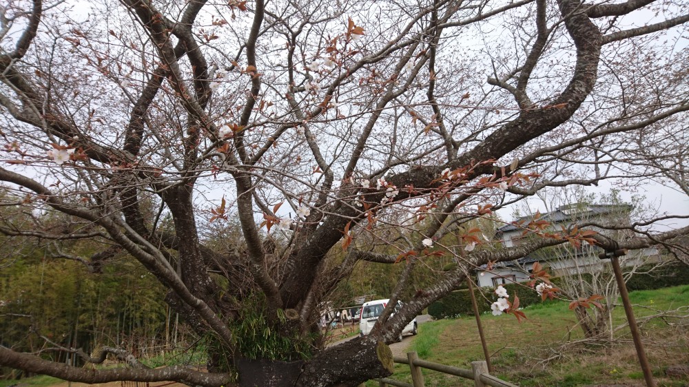 令和2年 黄門桜開花情報-3.27 黄門桜2