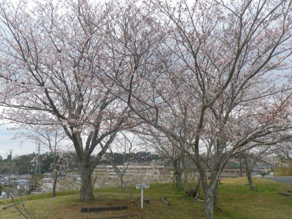 令和2年 天神山公園桜開花情報-3月27日　天神山桜1