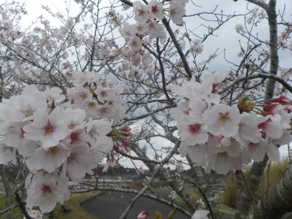 令和2年 天神山公園桜開花情報-3月27日　天神山桜2