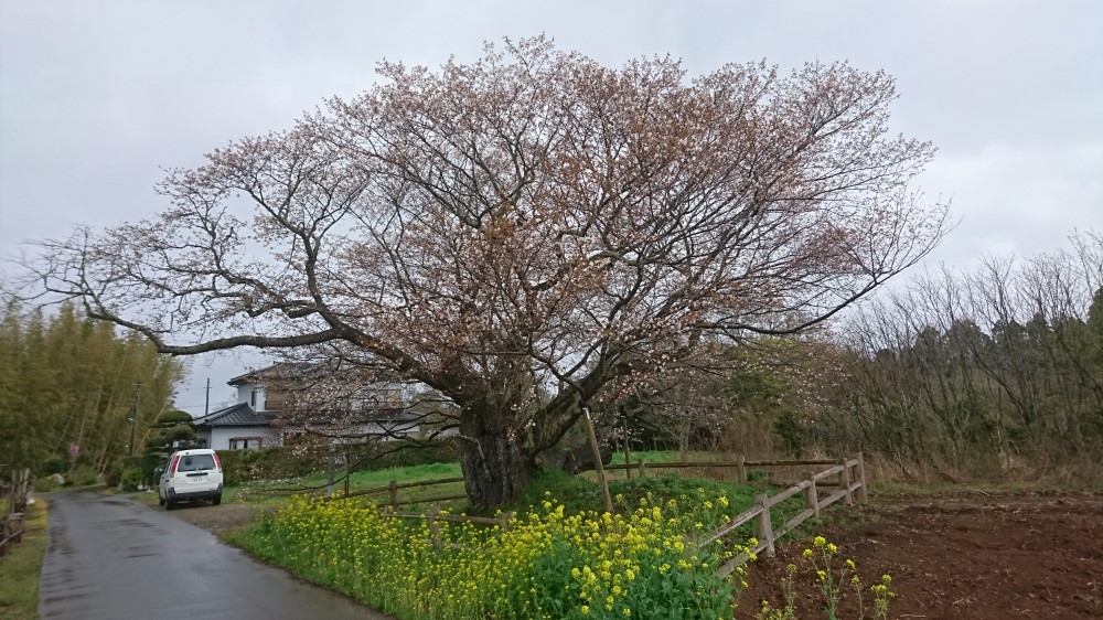 令和2年 黄門桜開花情報-3.28 黄門桜1