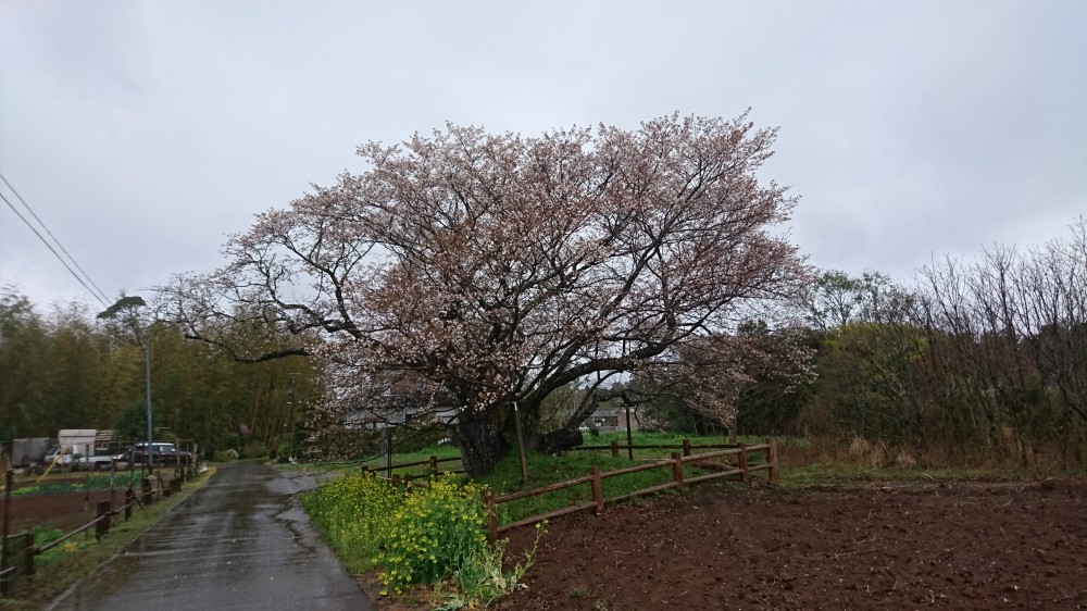 令和2年 黄門桜開花情報-3.29 黄門桜1