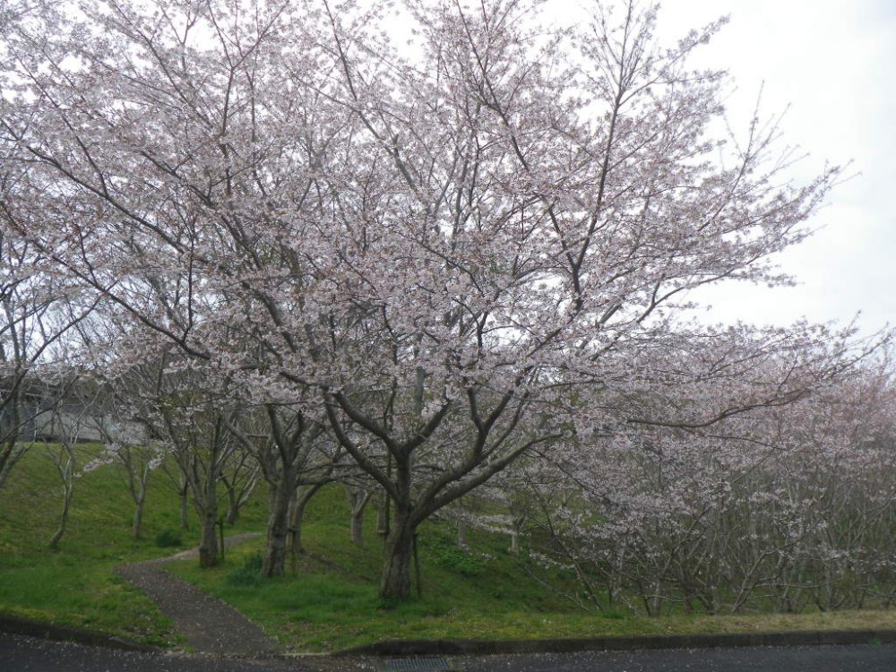 令和2年 天神山公園桜開花情報-3月30日　天神山桜1