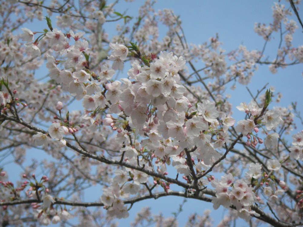 令和2年 天神山公園桜開花情報-3月30日　天神山桜2