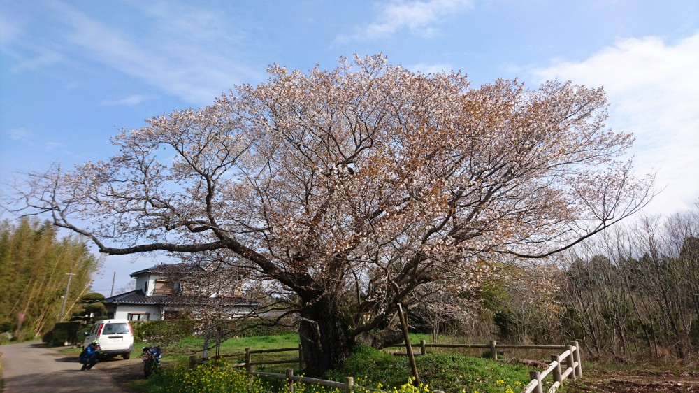 令和2年 黄門桜開花情報-3.30 黄門桜1