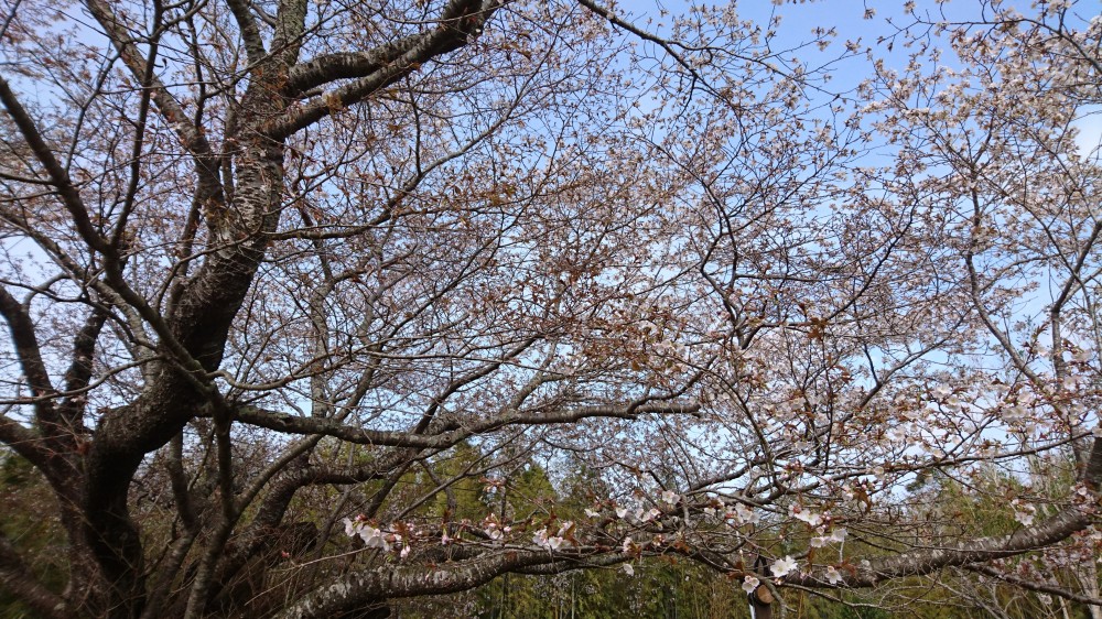 令和2年 黄門桜開花情報-3.30 黄門桜2