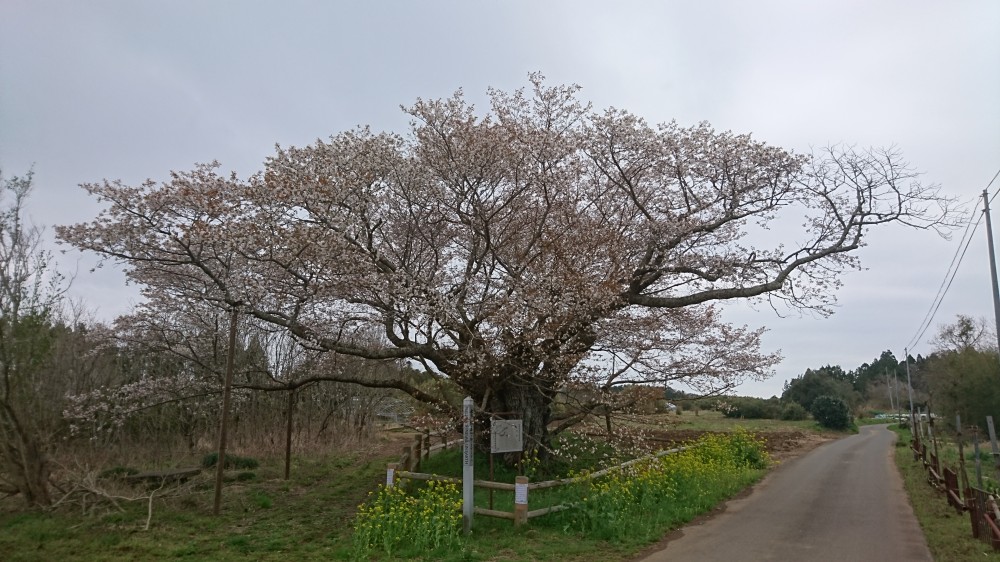 令和2年 黄門桜開花情報-3.31 黄門桜1