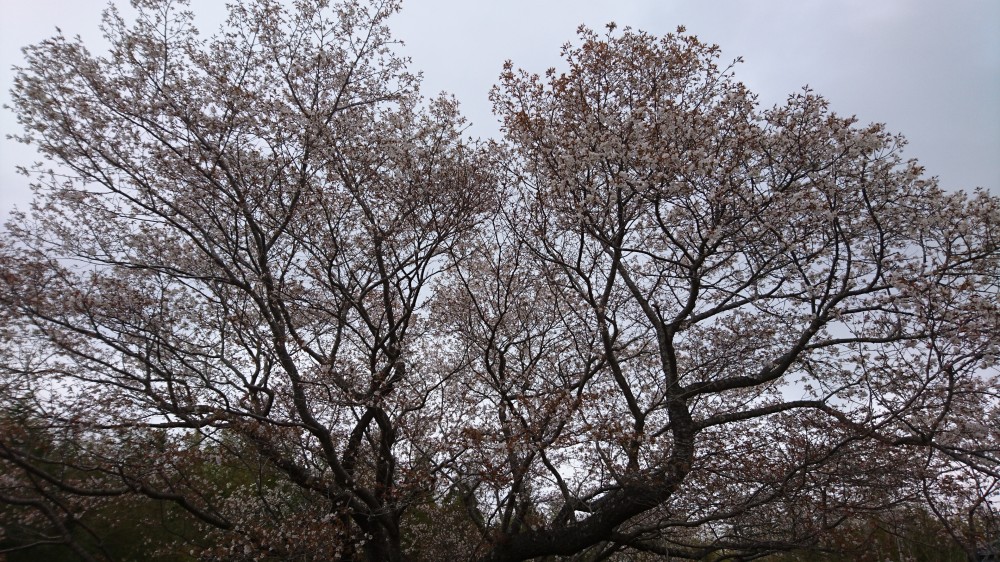 令和2年 黄門桜開花情報-3.31 黄門桜2