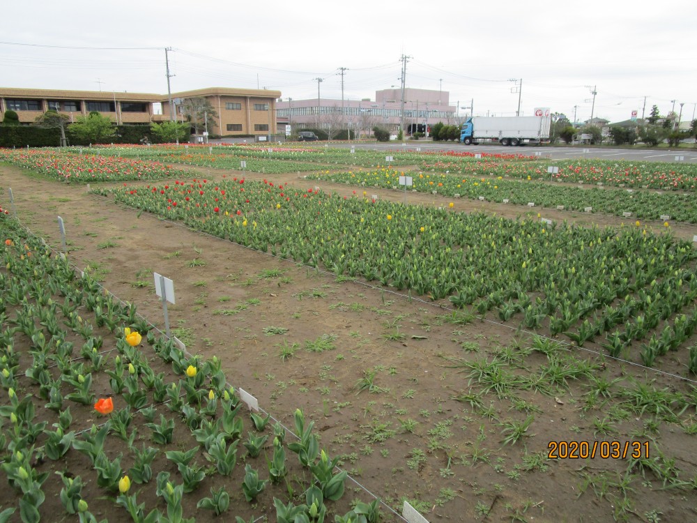 令和2年 のさか花の広場チューリップ開花情報-のさかチューリップ3月31日（火曜日）