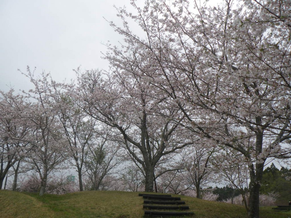 令和2年 天神山公園桜開花情報-3月31日　天神山桜1