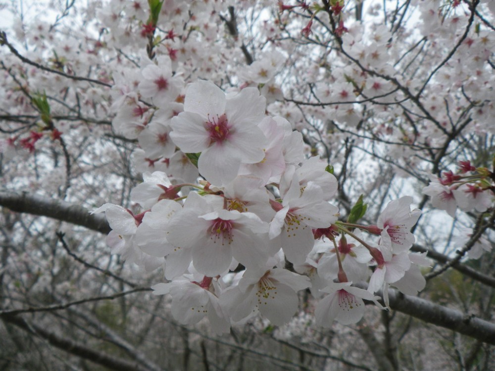 令和2年 天神山公園桜開花情報-3月31日　天神山桜2
