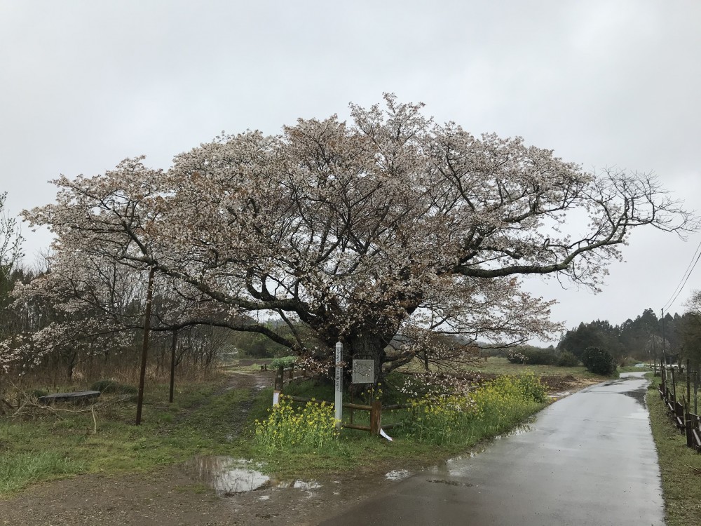 令和2年 黄門桜開花情報-黄門桜1