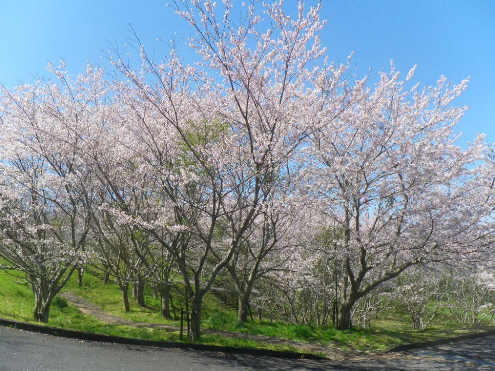 令和2年 天神山公園桜開花情報-4月2日　天神山桜1