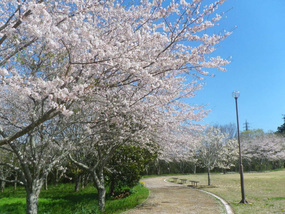 令和2年 天神山公園桜開花情報-4月2日　天神山桜2