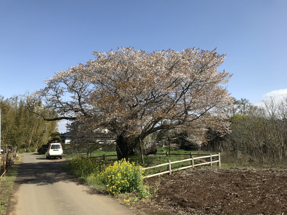 令和2年 黄門桜開花情報-4.2　黄門桜2