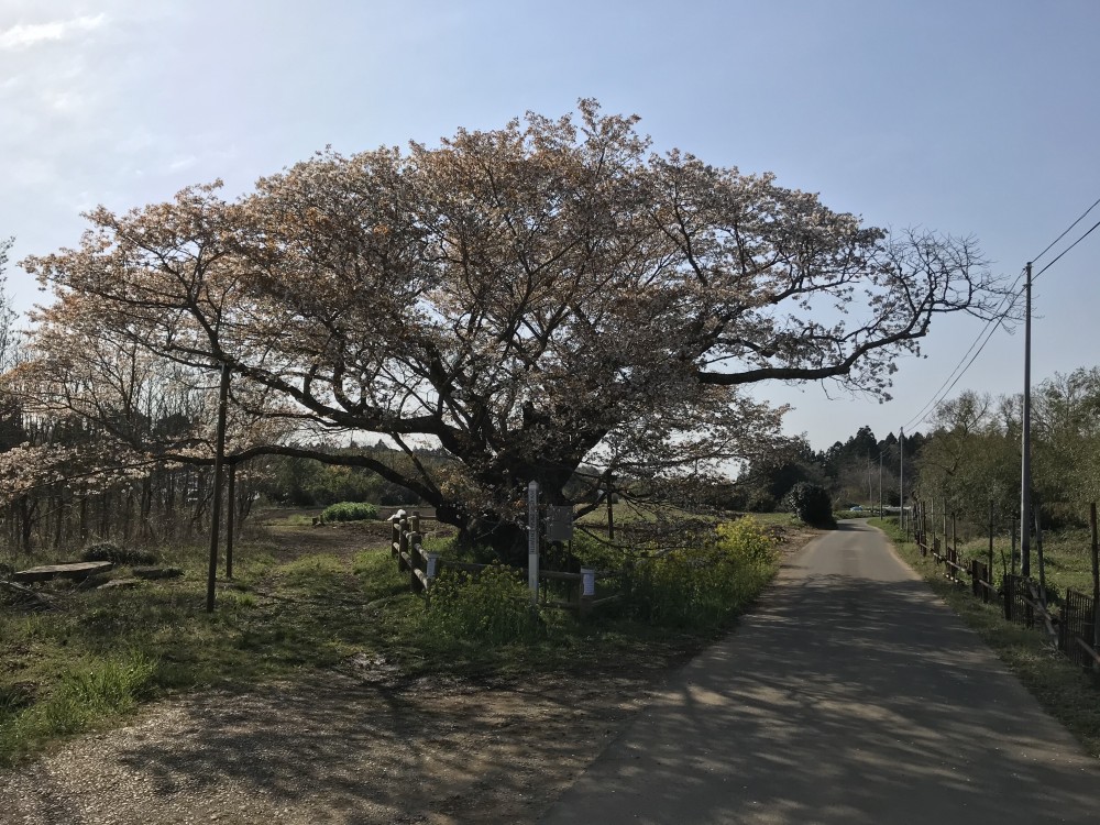 令和2年 黄門桜開花情報-4.3　黄門桜