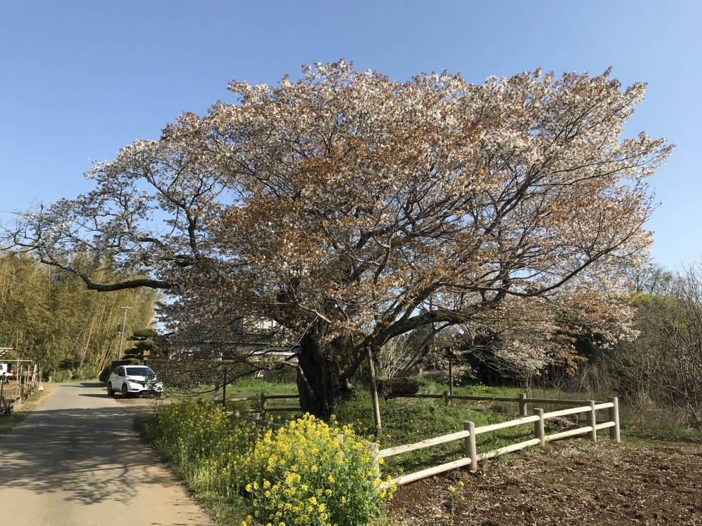 令和2年 黄門桜開花情報-4.3　黄門桜