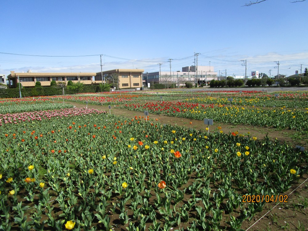 令和2年 のさか花の広場チューリップ開花情報-のさかチューリップ4月2日（木曜日）