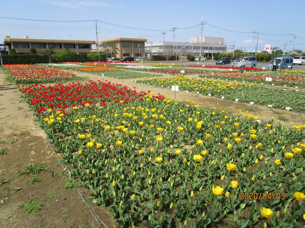 令和2年 のさか花の広場チューリップ開花情報-のさかチューリップ4月3日（金曜日）