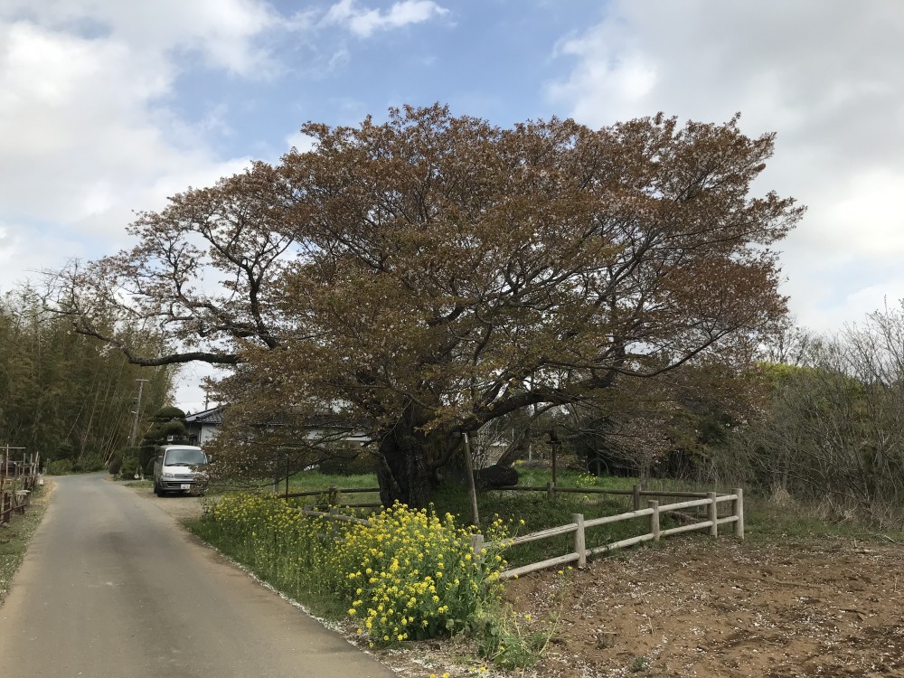 令和2年 黄門桜開花情報-4.5　黄門桜2