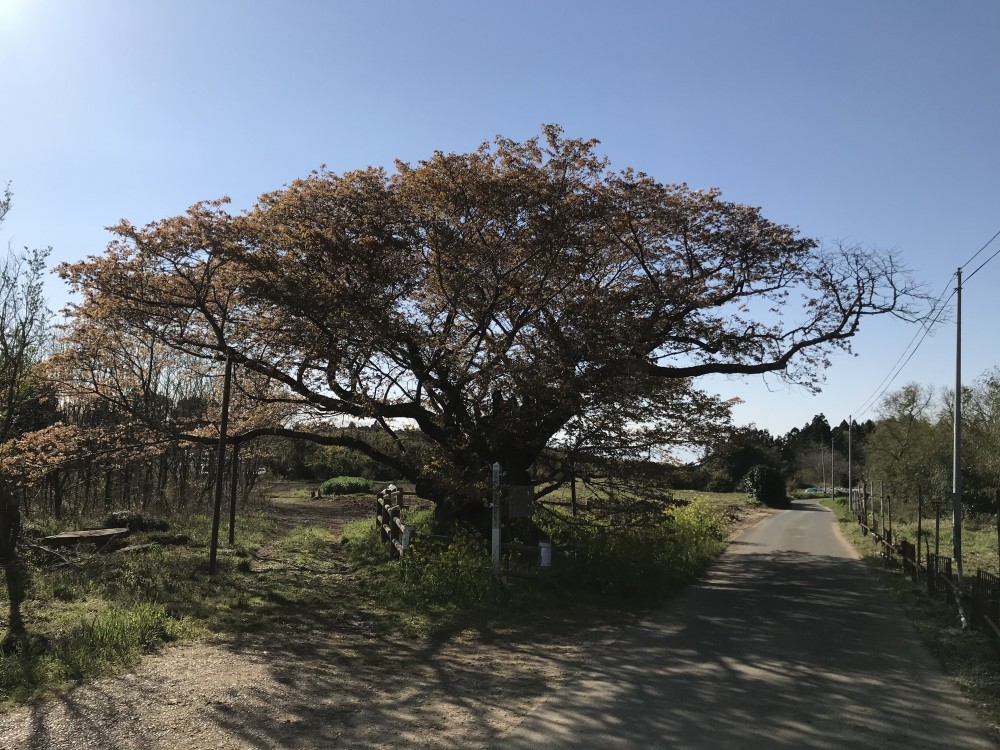 令和2年 黄門桜開花情報-黄門桜1