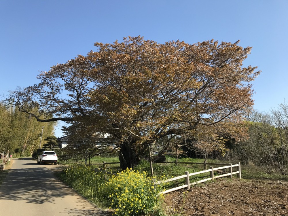 令和2年 黄門桜開花情報-黄門桜2