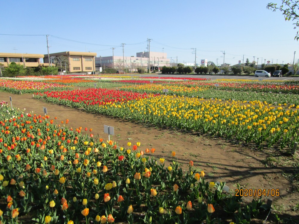 令和2年 のさか花の広場チューリップ開花情報-のさかチューリップ4月6日（月曜日）