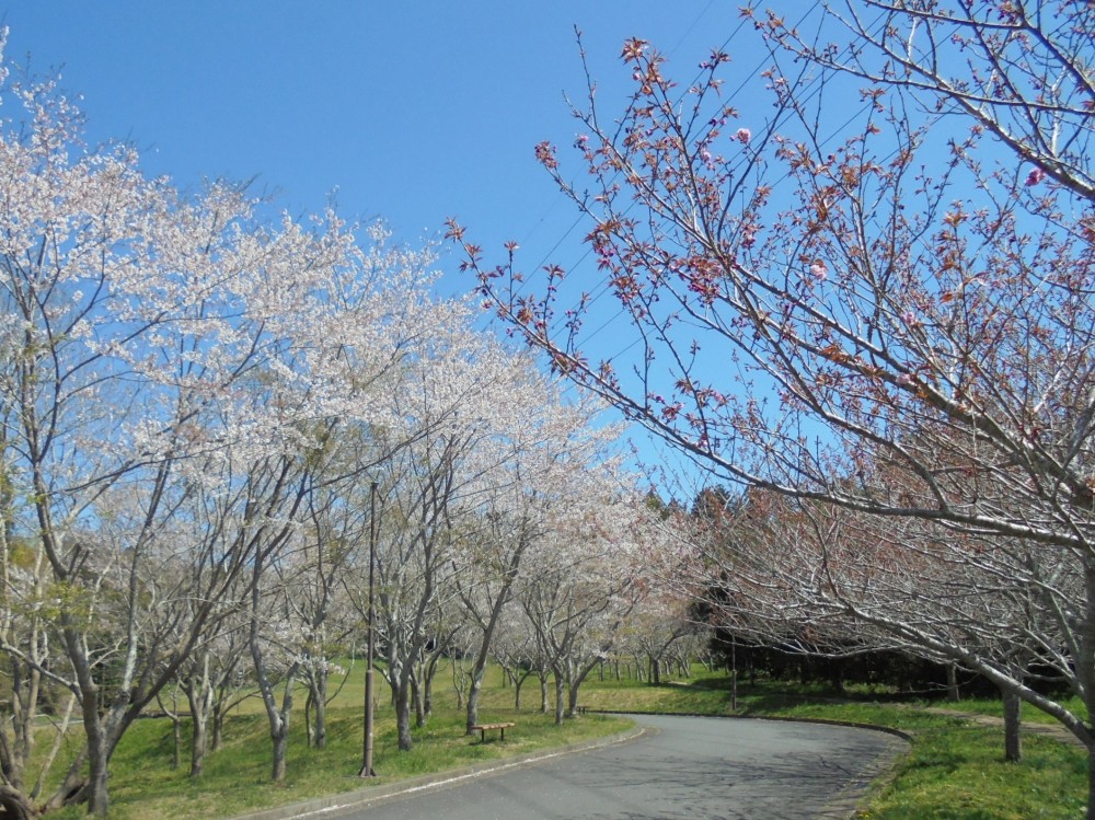 令和2年 天神山公園桜開花情報-4月6日　天神山桜1