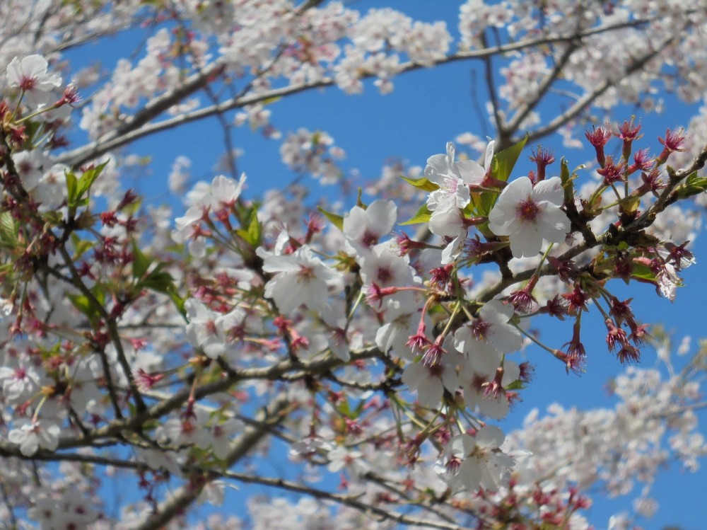 令和2年 天神山公園桜開花情報-4月6日　天神山桜2