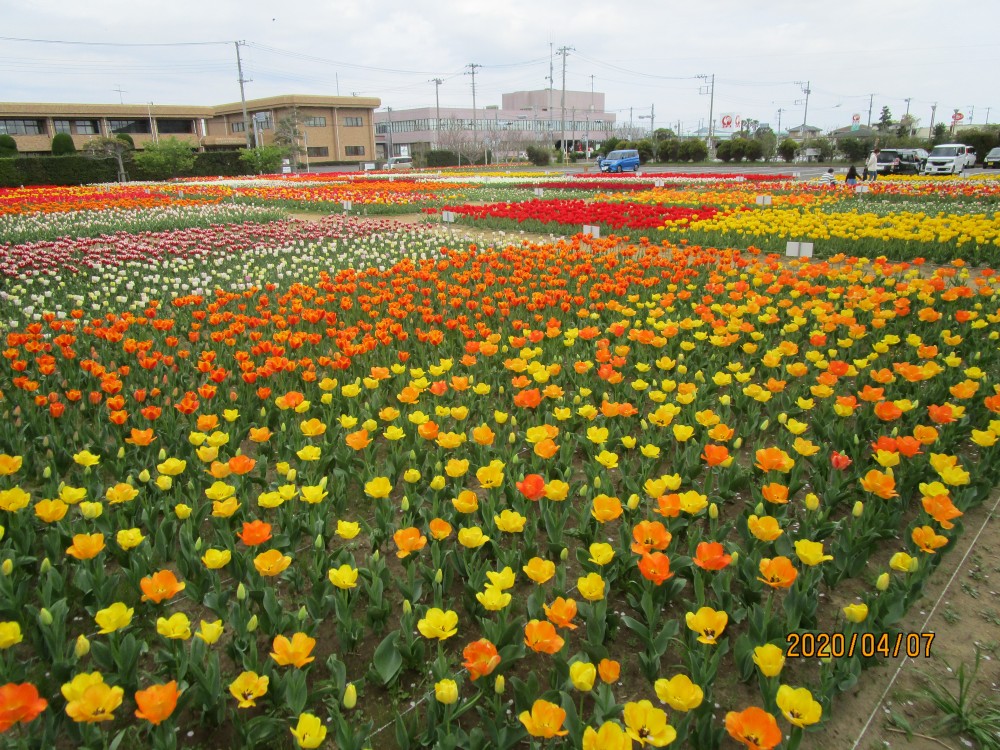 令和2年 のさか花の広場チューリップ開花情報-のさかチューリップ4月7日（火曜日）