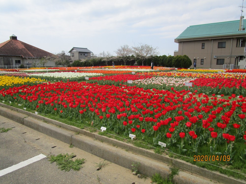 令和2年 のさか花の広場チューリップ開花情報-のさかチューリップ4月9日（木曜日）