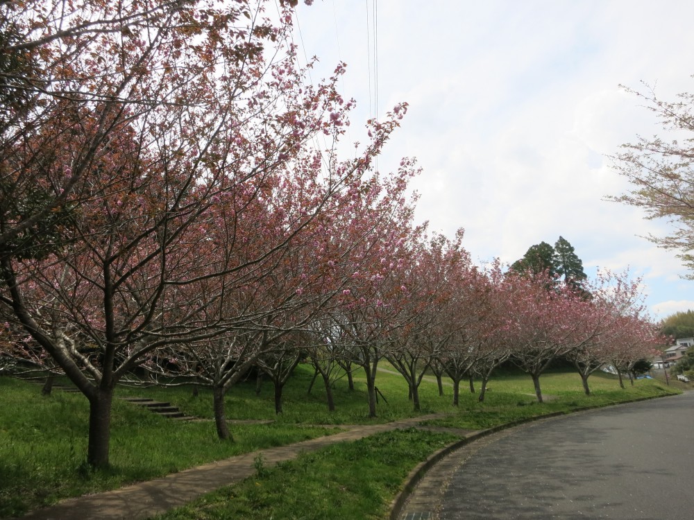 令和2年 天神山公園桜開花情報-4月10日　天神山桜1