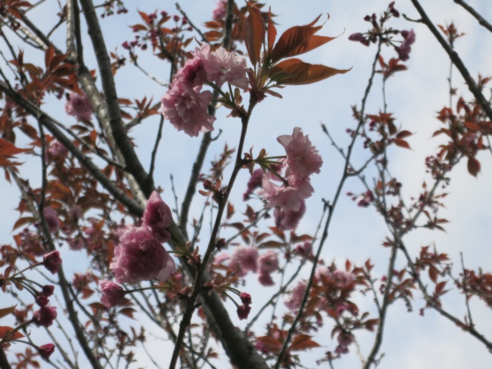 令和2年 天神山公園桜開花情報-4月10日　天神山桜2