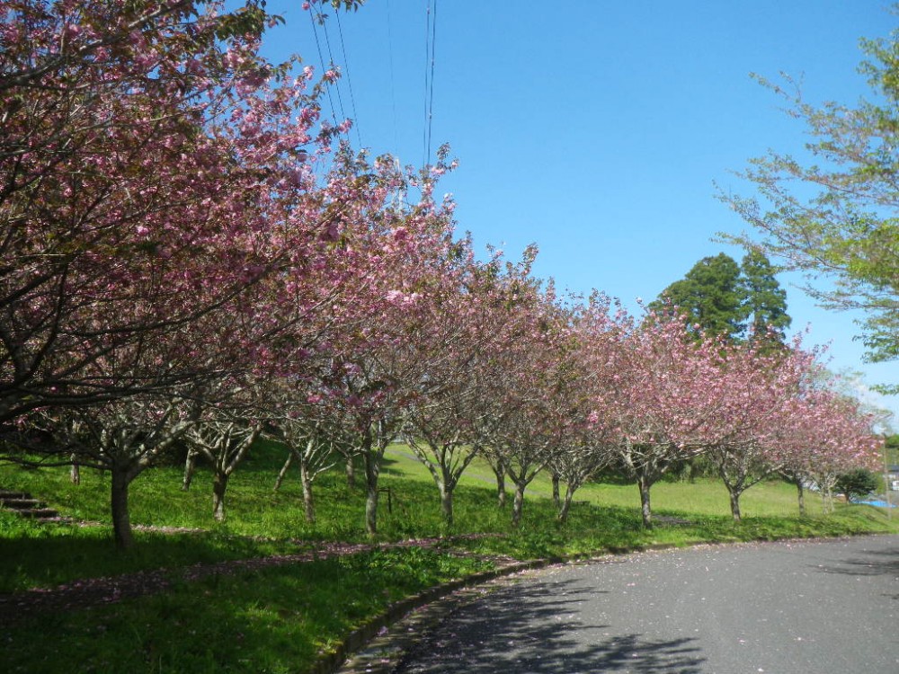 令和2年 天神山公園桜開花情報-4月14日　天神山桜1