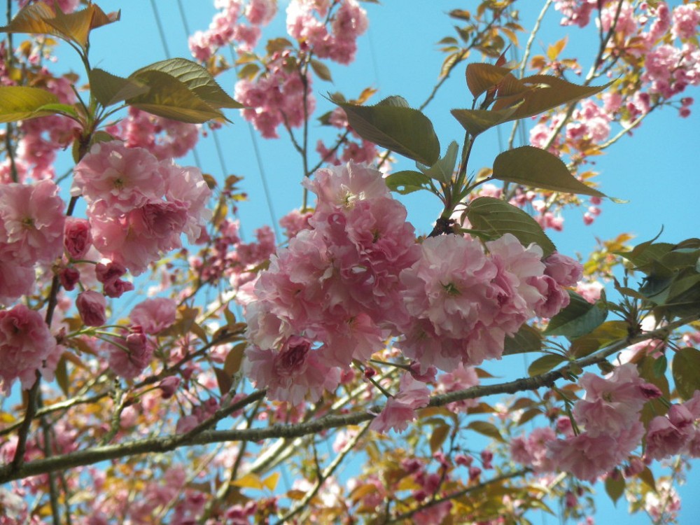 令和2年 天神山公園桜開花情報-4月14日　天神山桜2