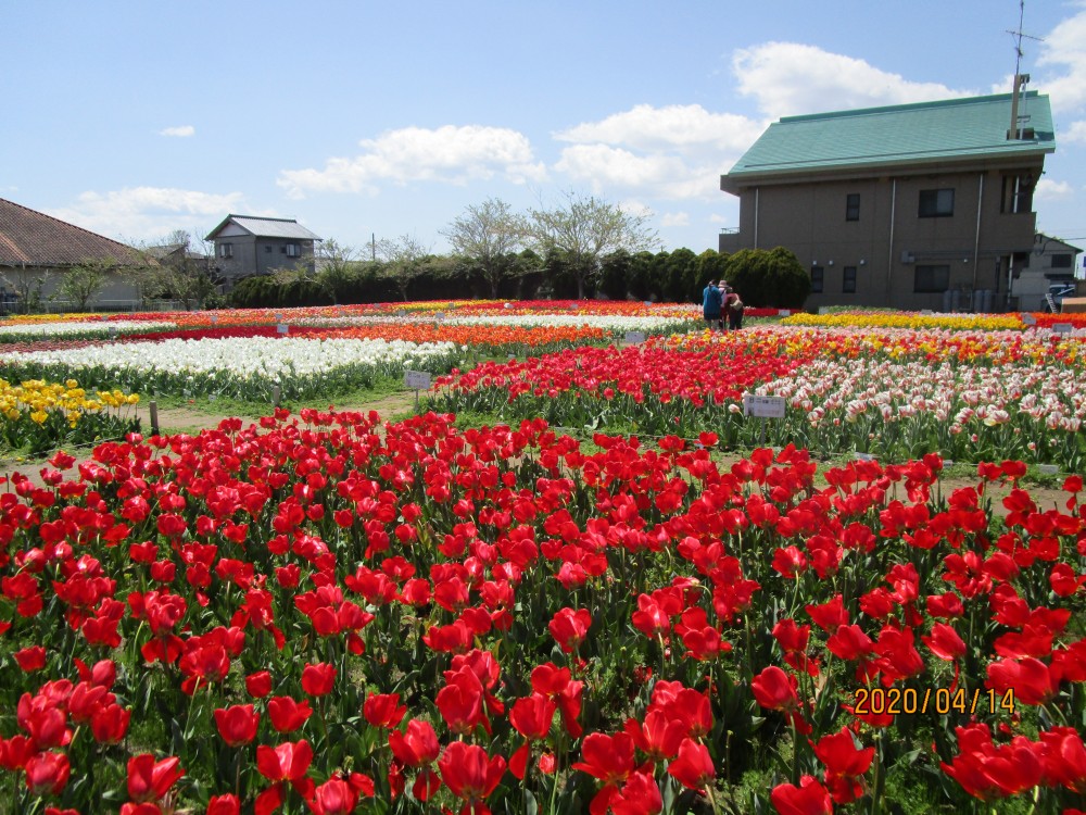 令和2年 のさか花の広場チューリップ開花情報-のさかチューリップ令和2年4月14日（火曜日）