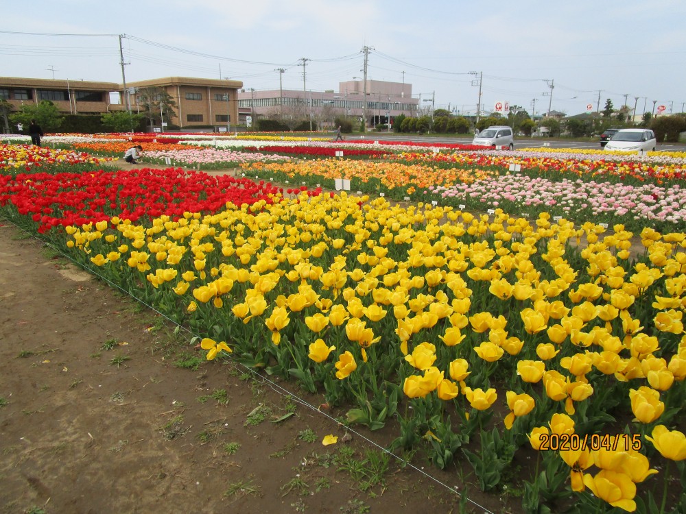 令和2年 のさか花の広場チューリップ開花情報-のさかチューリップ4月15日（水曜日）