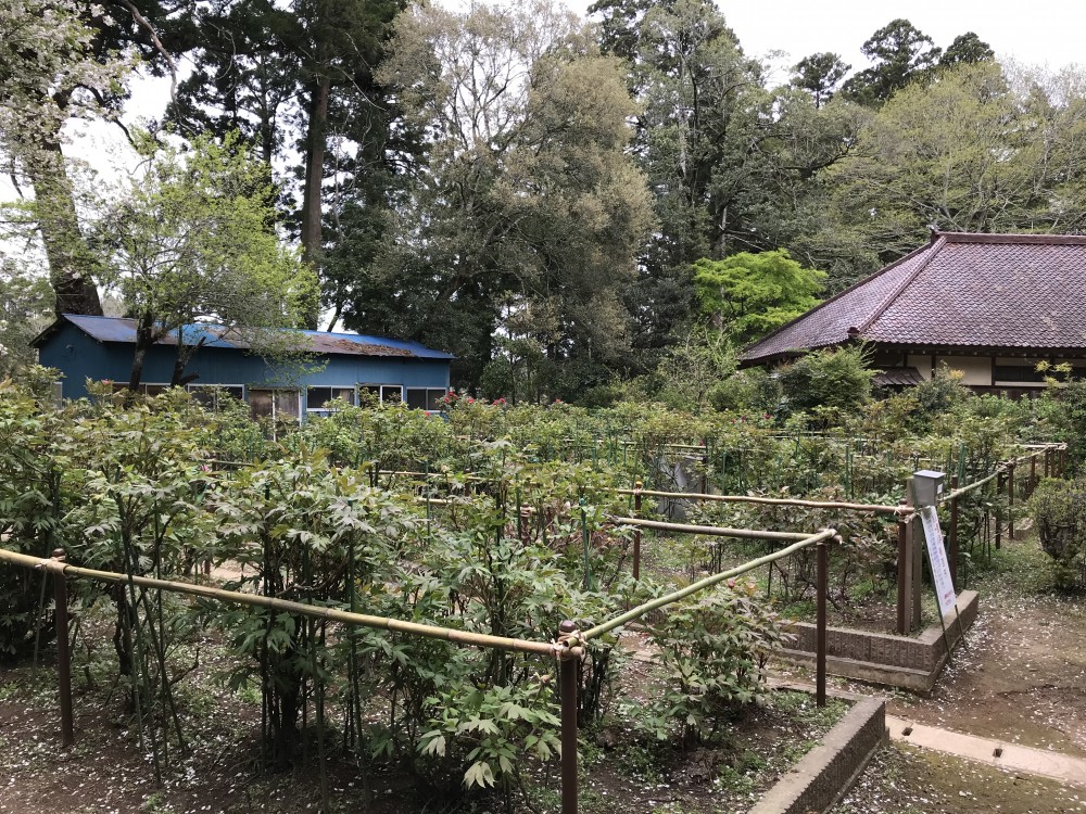 令和2年 飯高寺のボタン開花情報-4.16　ぼたん1