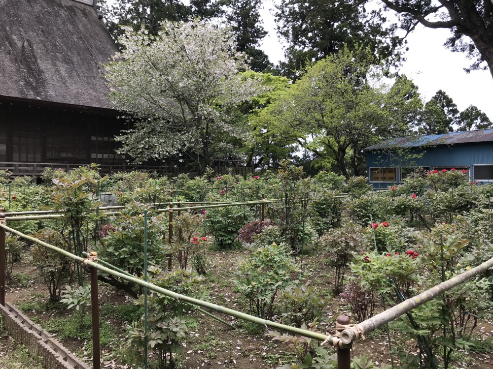 令和2年 飯高寺のボタン開花情報-4.16　ぼたん2