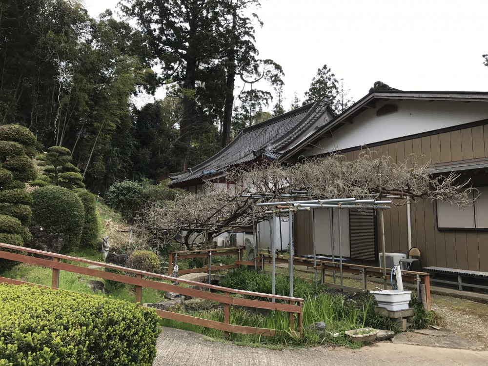 令和2年 龍頭寺の大ふじ開花情報-4.16　ふじ1