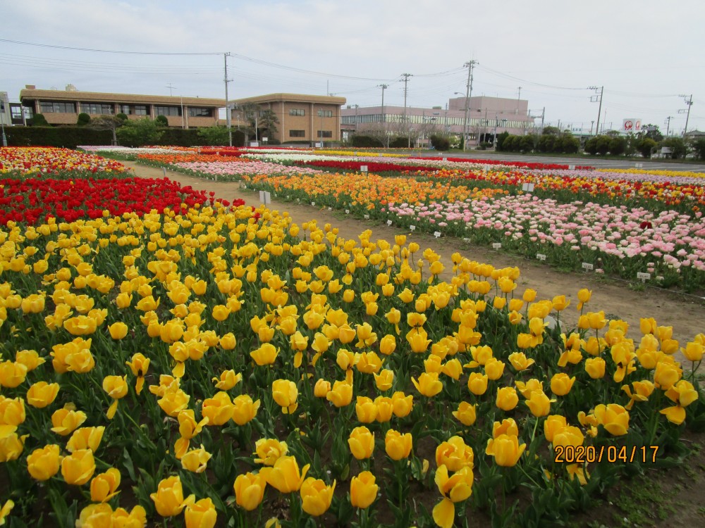 令和2年 のさか花の広場チューリップ開花情報-のさかチューリップ4月17日（金曜日）