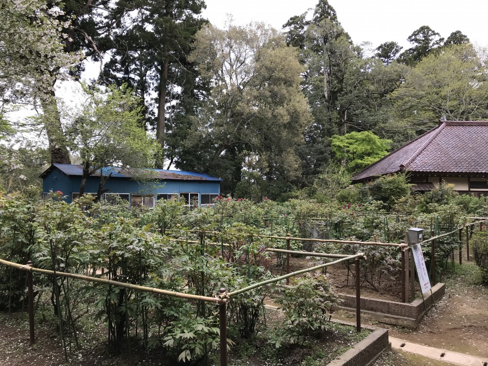 令和2年 飯高寺のボタン開花情報-4.17　ぼたん1