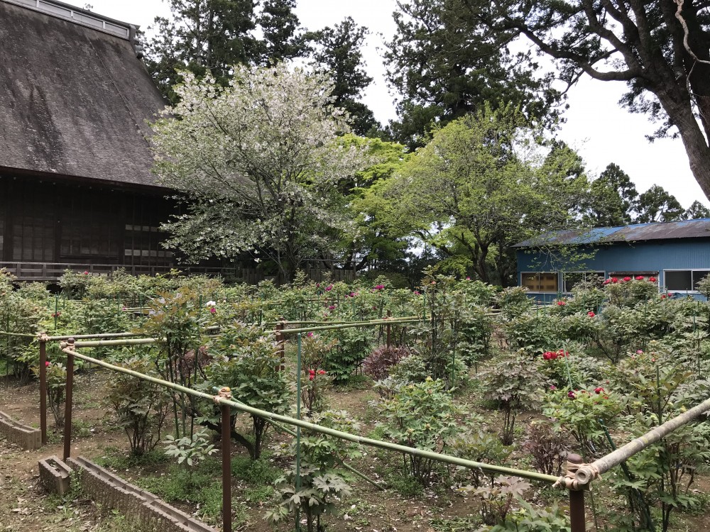 令和2年 飯高寺のボタン開花情報-4.17　ぼたん2