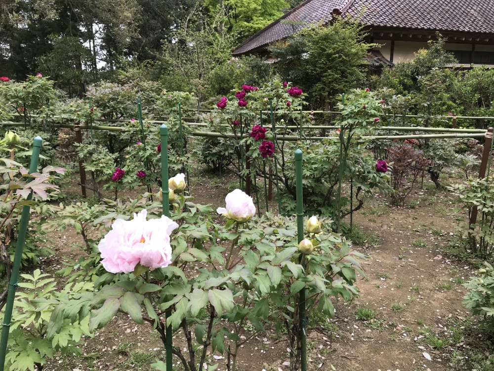 令和2年 飯高寺のボタン開花情報-4.17　ぼたん3