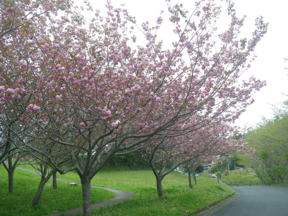 令和2年 天神山公園桜開花情報-4月17日　天神山桜1