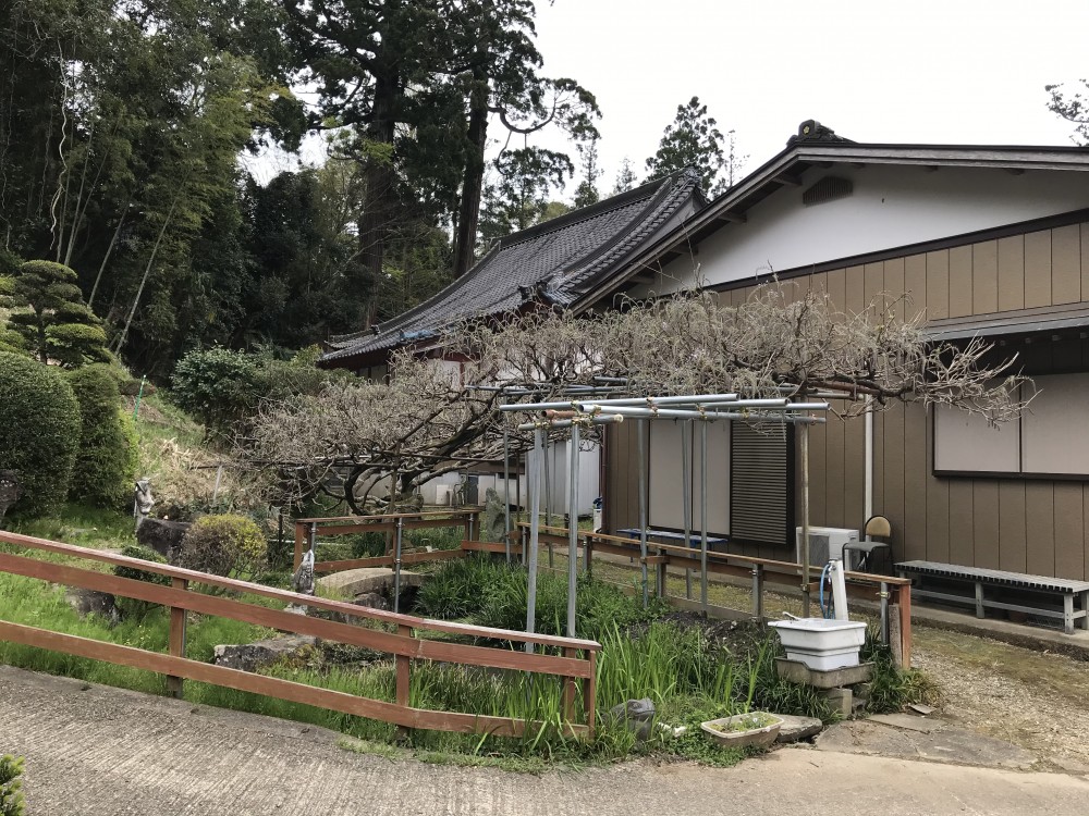 令和2年 龍頭寺の大ふじ開花情報-4.17　ふじ1