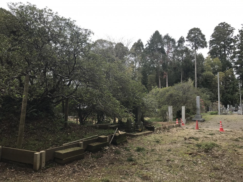 令和2年 圓實寺の大つつじ開花情報-4.17　つつじ2