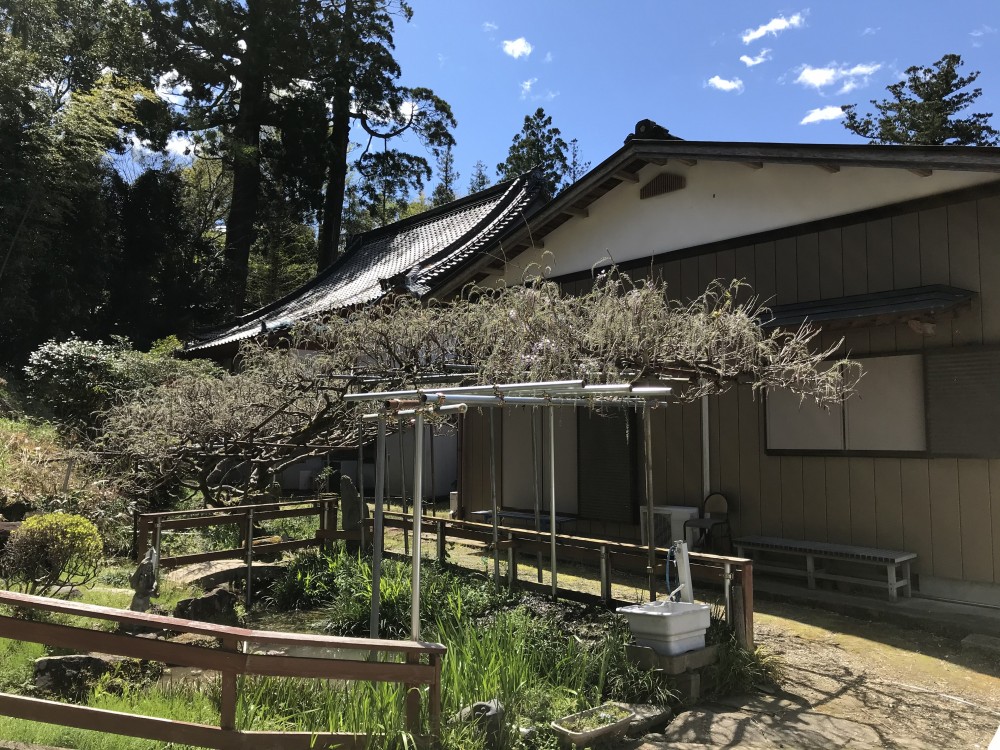 令和2年 龍頭寺の大ふじ開花情報-4.19　ふじ1