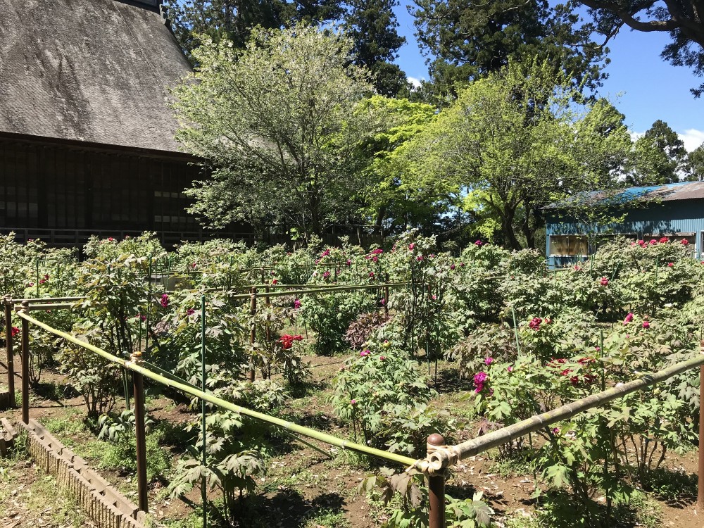 令和2年 飯高寺のボタン開花情報-4.19　ぼたん2