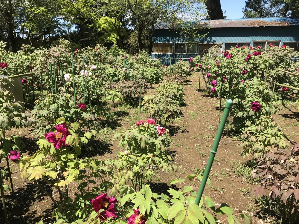 令和2年 飯高寺のボタン開花情報-4.19　ぼたん3