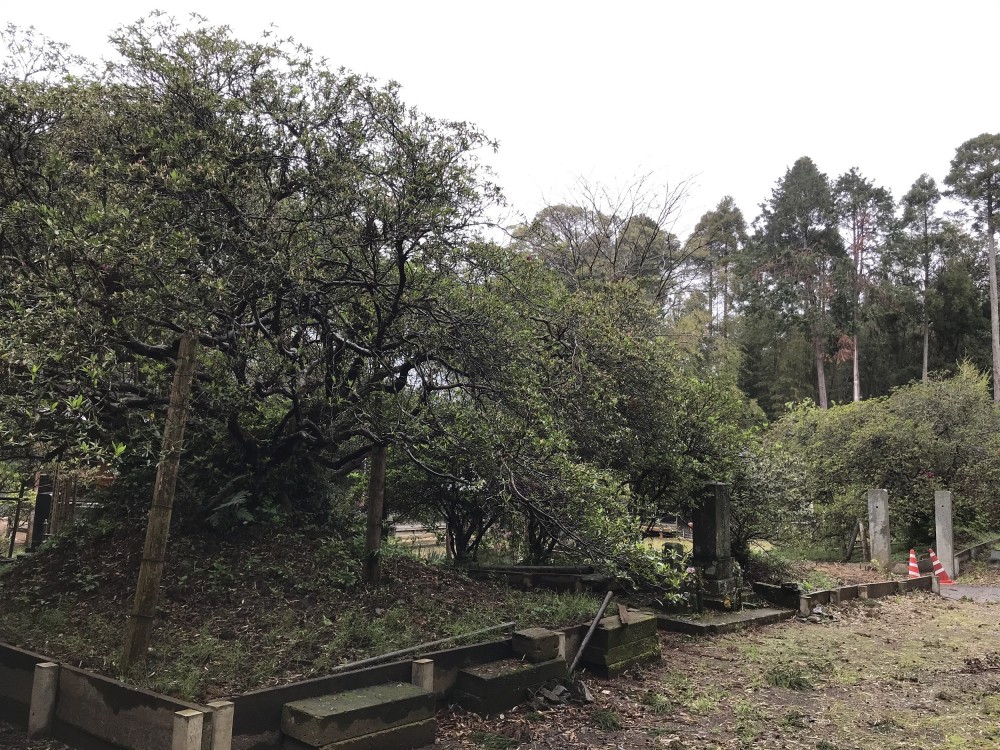 令和2年 圓實寺の大つつじ開花情報-4.20　つつじ2